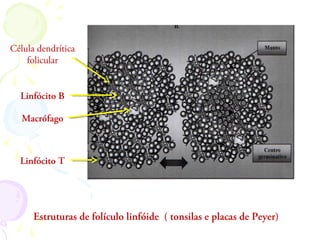 Célula dendrítica
folicular
Estruturas de folículo linfóide ( tonsilas e placas de Peyer)
Linfócito B
Macrófago
Linfócito T
 