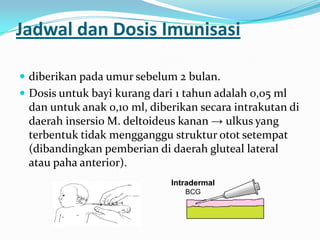 Jadwal dan Dosis Imunisasi
 diberikan pada umur sebelum 2 bulan.
 Dosis untuk bayi kurang dari 1 tahun adalah 0,05 ml
dan untuk anak 0,10 ml, diberikan secara intrakutan di
daerah insersio M. deltoideus kanan → ulkus yang
terbentuk tidak mengganggu struktur otot setempat
(dibandingkan pemberian di daerah gluteal lateral
atau paha anterior).
Intradermal
BCG
 