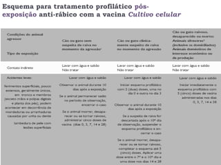 Esquema para tratamento profilático pós-
exposição anti-rábico com a vacina Cultivo celular




    51
 