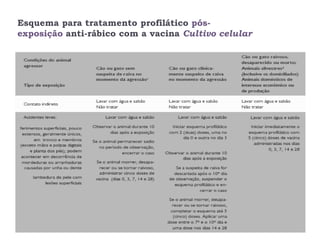 Esquema para tratamento profilático pós-
exposição anti-rábico com a vacina Cultivo celular




    44
 