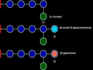 (L-fucose)

(N-acetil-D-galactosamina)

(D-galactose)

 
