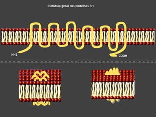 Estrutura geral das proteínas RH

NH2

COOH

 