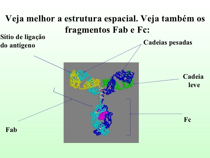 Anticorpos Estrutura Classes Subclasses E Atividades Biologicas Anticorpos Estrutura Classes Subclasses E Atividades Biologicas