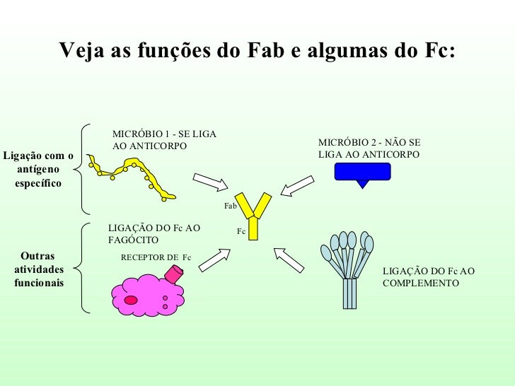 Anticorpos Estrutura Classes Subclasses E Atividades Biologicas Anticorpos Estrutura Classes Subclasses E Atividades Biologicas