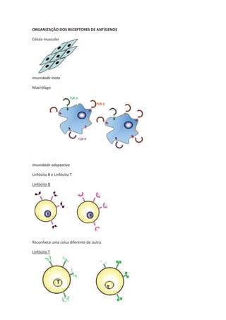 ORGANIZAÇÃO DOS RECEPTORES DE ANTÍGENOS

Célula muscular




Imunidade Inata

Macrófago




Imunidade adaptativa

Linfócito B e Linfócito T

Linfócito B




Reconhece uma coisa diferente de outra.

Linfócito T
 