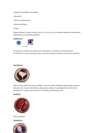 -Fagócitos: Neutrófilo e macrófago

-Células NK

-Sistema complementar

-Células dendríticas

Função:

Reparo tecidual, Prevenir infecções por si só, ‘Aviso’ para a imunidade adaptativa, Mecanismos
efetores para a imunidade adaptativa

LINFÓCITO B

       B



Ao receber um estimulo se diferencia em Plasmócito, o Plasmócito secreta proteínas.
O Linfócito B é a única célula que produz anticorpo, expressa bastante anticorpo na superfície.




NEUTRÓFILO




São leucócitos polimorfonucleares (PMN). Possuem núcleo trilobado (segmentado), possuem
grânulos com enzimas microbicidas, colagenase e elastase. A população de leucócitos mais
abundante no sangue, são cerca de 10¹¹ neutrófilos produzidos por dia.

BASÓFILO




Núcleo bilobado

EOSINÓFILO
 
