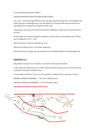 Ex: Duas bactérias diferentes GRAM +

    FIGURA DE BACTÉRIA COM PEPTIDIOGLICANOS GRAM +

    Imu. Inata – recoenhece algo diferente, mas não algo específico da bactéria. A imunidade inata
    pode reconhecer peptidioglicanos, mas não diferencia 2 bactérias diferentes.Percebem que
    são padrões que se repetem em organismos não vivos.

    Toda doença auto imune tem falha na imunidade adaptativa, a falha está no reconhecimento
    do aviso.

    A diversidade de interações antígeno receptores é muito menor na imunidade inata (-10³) do
    que na adaptativa (-10 3 – 10 4).

    Reconhecimento = prevenir infecções por si só.

    Mecanismos efetores para a imunidade adaptativa:

    Reconhecimento       Fagocitose    Interação com imunidade adaptativa       Mais fagocitose



    LINFÓCITOS T e B

    São gerados e precisam ser maturado, caso contrario não posuirão função.

    A maturação do Linfócito B ocorre na Bone Marrow (medula óssea), por isso o nome Linfócito
    B, gerado e maturado na Medula óssea.

    A maturação do Linfócito T ocorre no Timo, gerado na Medula óssea e maturado no Timo.

    ORGÃOS LINFÓIDES PRIMARIOS                 Timo e Medula óssea.

    ORGÃOS LINFÓIDES SECUNDÁRIOS                   Linfonodos e Baço.

    INICIAÇÃO DA RESPOSTA IMUNE ADAPTATIVA




3                                     2                                     A
                                                                        1


                              4                5



                B

                                           C
 
