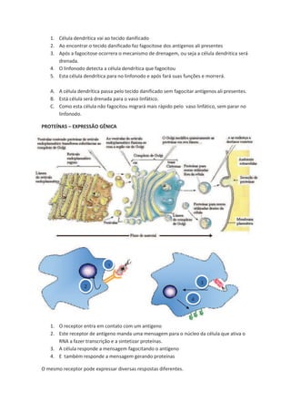1. Célula dendrítica vai ao tecido danificado
   2. Ao encontrar o tecido danificado faz fagocitose dos antígenos ali presentes
   3. Após a fagocitose ocorrera o mecanismo de drenagem, ou seja a célula dendritica será
      drenada.
   4. O linfonodo detecta a célula dendrítica que fagocitou
   5. Esta célula dendrítica para no linfonodo e após fará suas funções e morrerá.

   A. A célula dendrítica passa pelo tecido danificado sem fagocitar antígenos ali presentes.
   B. Está célula será drenada para o vaso linfático.
   C. Como esta célula não fagocitou migrará mais rápido pelo vaso linfático, sem parar no
      linfonodo.

PROTEÍNAS – EXPRESSÃO GÊNICA




                             1


                                                                       3
                  2

                                                                   4



   1. O receptor entra em contato com um antígeno
   2. Este receptor de antígeno manda uma mensagem para o núcleo da célula que ativa o
      RNA a fazer transcrição e a sintetizar proteínas.
   3. A célula responde a mensagem fagocitando o antígeno
   4. E também responde a mensagem gerando proteínas

O mesmo receptor pode expressar diversas respostas diferentes.
 