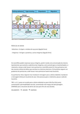 Moléculas de adesão

-Selectinas = Se ligam a resíduos de açucares (ligação fraca)

- Integrinas = Se ligam a proteínas, outras integrinas (ligação forte)




Os neutrófilos podem expressar pouca integrina, porém recebe uma comunicação da citocina
(quimiocina), que aumenta a aderência das integrinas, este aumento gera a movimentação e o
rolamento, sempre onde houver mais quimiocina o neutrófilo estará lá. Esta quimiocina vem
das mesmas células de defesa que secretam as citocinas anteriores. Os leucócitos seguem um
gradiente de quimiocinas, onde houver mais quimiocina haverá mais leucócito.

As quimiocinas não se ligaram mas mandaram mensagem para a célula endotelial, mandaram
a mensagem direto pro leucócito do vaso. Este processo gera o rolamento, pausa e saída do
leucócito.

TNF-ᴦ e IL-1, passa um recado para a célula endotelial se parar (não ficar tão junta),
aumentando a permeabilidade vascular, aumentando este espaço ele dará passagem
DIAPDESE para o leucócito de dentro do vaso para fora do vaso (tecido).

ROLAMENTO          ADESÃO        DIAPDESE
 