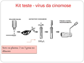 300µL
Soro ou plasma: 2 ou 3 gotas no
diluente
Kit teste - vírus da cinomose
 