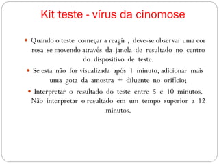  Quando o teste começar a reagir , deve-se observar uma cor
rosa se movendo através da janela de resultado no centro
do dispositivo de teste.
 Se esta não for visualizada após 1 minuto, adicionar mais
uma gota da amostra + diluente no orifício;
 Interpretar o resultado do teste entre 5 e 10 minutos.
Não interpretar o resultado em um tempo superior a 12
minutos.
Kit teste - vírus da cinomose
 