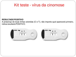 Kit teste - vírus da cinomose
 