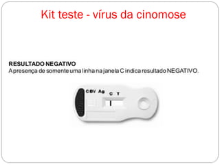 Kit teste - vírus da cinomose
 