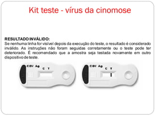 Kit teste - vírus da cinomose
 