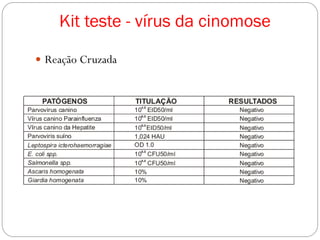  Reação Cruzada
Kit teste - vírus da cinomose
 