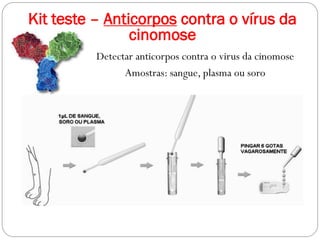 Detectar anticorpos contra o virus da cinomose
Amostras: sangue, plasma ou soro
Kit teste – Anticorpos contra o vírus da
cinomose
 