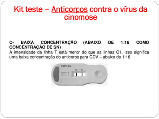 Kit teste – Anticorpos contra o vírus da
cinomose
 