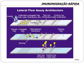 IMUNOMIGRAÇÃO RÁPIDAIMUNOMIGRAÇÃO RÁPIDA
NASA
 