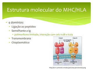 Estrutura molecular do MHC/HLA

4 domínios:
  Ligação ao peptídeo
  Semelhante a Ig
    polimorfismo limitado, interação com cels tcd8 e tcd4
  Transmembrana
  Citoplasmático




                                   http://dc112.4shared.com/doc/pX1ZaS4-/preview004.png
 