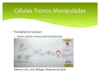 Células Tronco Manipuladas


Transplante nuclear:
  Gerar células tronco personalizadas
  Clonagem terapêutica
  Transplante nuclear de células somáticas




Alberts e cols., 2010, Biologia Molecular da Célula
 