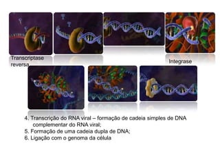 Ele infecta e multiplica-se dentro dos linfócitos T4.Ligação das proteinas do virus aos receptores de membrana da célula;Fusão das membranas;Libertação do nucleo do virus;