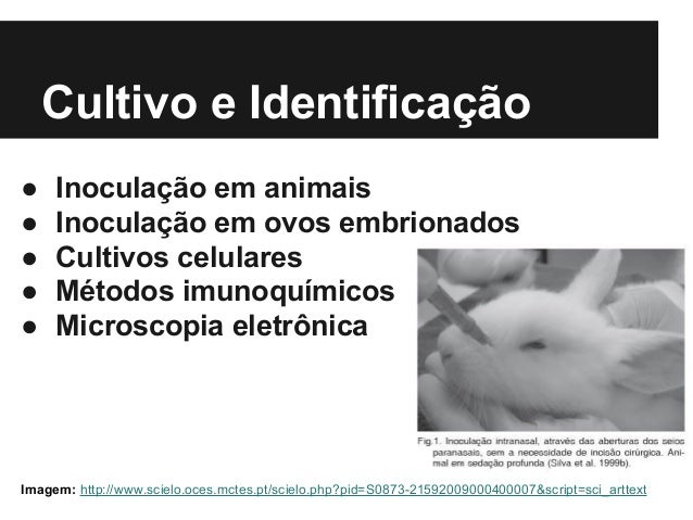 O que o teste de sangue mostrará em parasitas