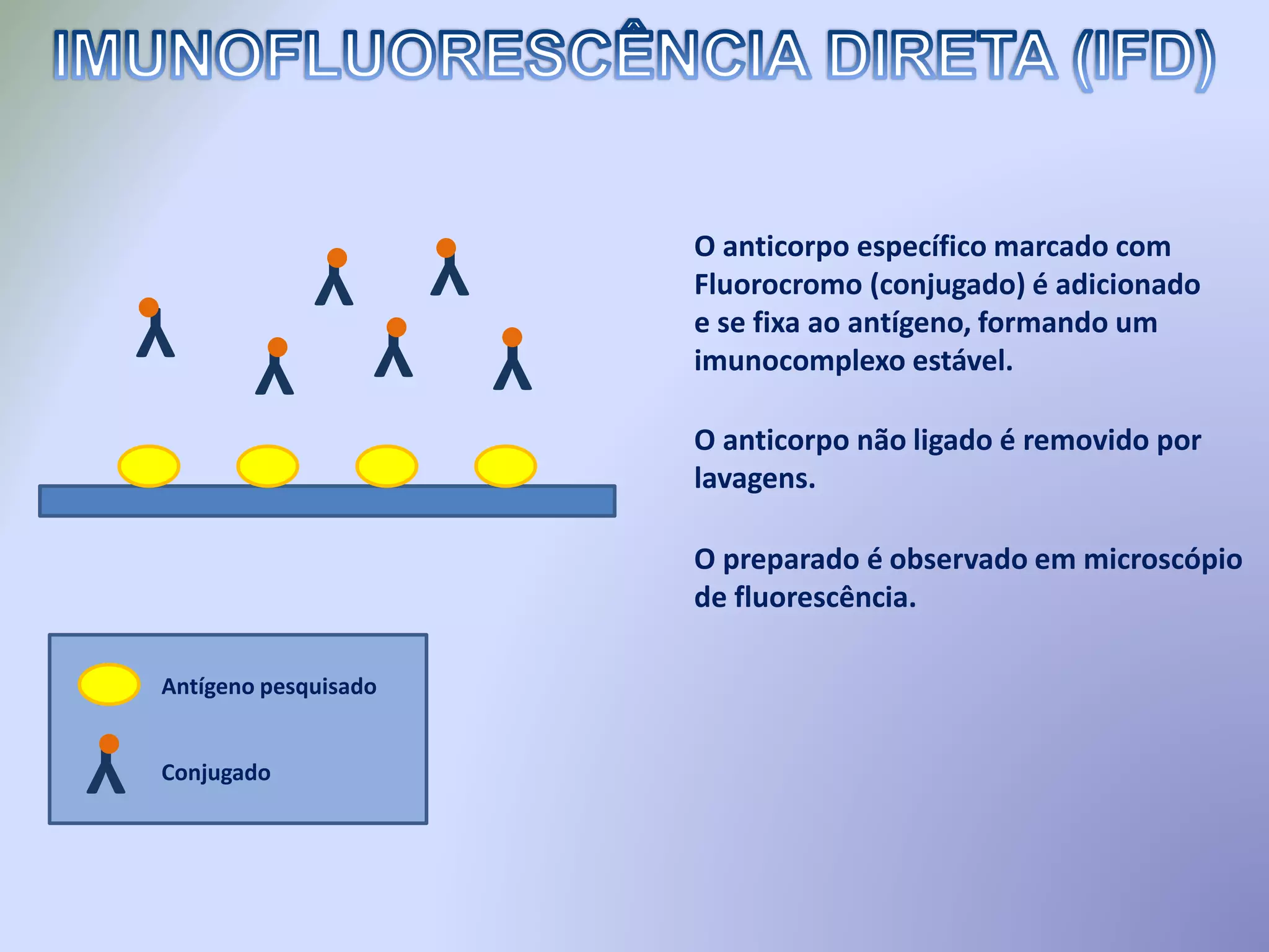 O anticorpo específico marcado com
Fluorocromo (conjugado) é adicionado
e se fixa ao antígeno, formando um
imunocomplexo estável.
O anticorpo não ligado é removido por
lavagens.
O preparado é observado em microscópio
de fluorescência.
Y Y
Y
Y
Y
Y
Y
Antígeno pesquisado
Conjugado
 