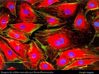 Imagem de células marcadas por Imunofluorescencia   Google imagens
 