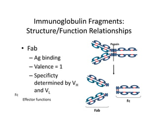 Immunoglobulin Fragments:
Structure/Function Relationships
• Fab
– Ag binding
– Valence = 1
– Specificty
determined by VH
and VL
Papain
Fc
Fab
Fc
Effector functions
 