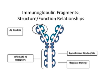Immunoglobulin Fragments:
Structure/Function Relationships
Ag Binding
Complement Binding Site
Placental Transfer
Binding to Fc
Receptors
 