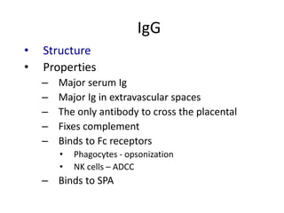 IgG
• Structure
• Properties
– Major serum Ig
– Major Ig in extravascular spaces
– The only antibody to cross the placental
– Fixes complement
– Binds to Fc receptors
• Phagocytes - opsonization
• NK cells – ADCC
– Binds to SPA
 