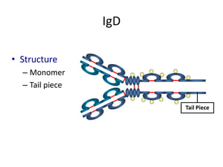 IgD
• Structure
– Monomer
– Tail piece
Tail Piece
 