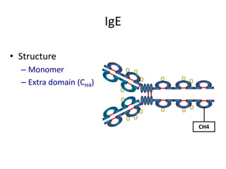 IgE
• Structure
– Monomer
– Extra domain (CH4)
CH4
 