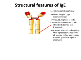 Structural features of IgE
Sometimes called reaginic ag
Mediates allergies (Type I
hypersensitivies)
190 kDa, 8S, migrates as fast 
Contains an extra domain (CH4)
which binds to mast cells
& basophils
May remain attached for long time
when ag reappears, cross links
IgE on mast cell surface, release
mast-cell granules & signs of
anaphylaxis
 