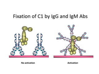 Fixation of C1 by IgG and IgM Abs
No activation Activation
 