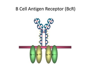 B Cell Antigen Receptor (BcR)
Ig-Ig- Ig-Ig-
 