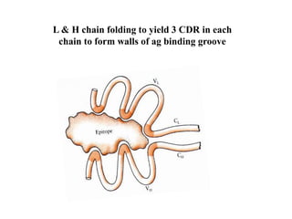 L & H chain folding to yield 3 CDR in each
chain to form walls of ag binding groove
 