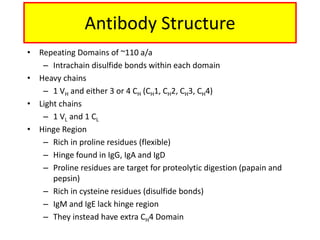 • Repeating Domains of ~110 a/a
– Intrachain disulfide bonds within each domain
• Heavy chains
– 1 VH and either 3 or 4 CH (CH1, CH2, CH3, CH4)
• Light chains
– 1 VL and 1 CL
• Hinge Region
– Rich in proline residues (flexible)
– Hinge found in IgG, IgA and IgD
– Proline residues are target for proteolytic digestion (papain and
pepsin)
– Rich in cysteine residues (disulfide bonds)
– IgM and IgE lack hinge region
– They instead have extra CH4 Domain
Antibody Structure
 