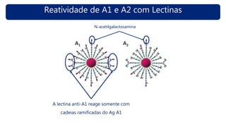 Reatividade de A1 e A2 com Lectinas
A1 A2
A lectina anti-A1 reage somente com
cadeias ramificadas do Ag A1
N-acetilgalactosamina
 