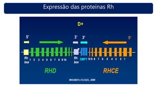 Expressão das proteínas Rh
 