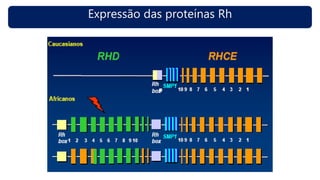 Expressão das proteínas Rh
 