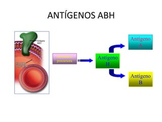 Substância
precursora
Antígeno
H
Antígeno
A
Antígeno
B
ANTÍGENOS ABH
 