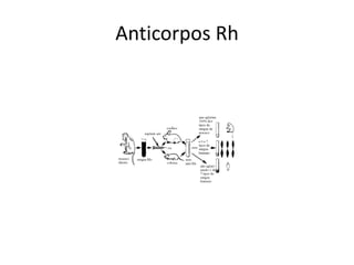 Anticorpos Rh
 