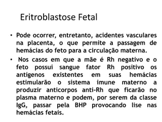 Eritroblastose Fetal
• Pode ocorrer, entretanto, acidentes vasculares
na placenta, o que permite a passagem de
hemácias do feto para a circulação materna.
• Nos casos em que a mãe é Rh negativo e o
feto possui sangue fator Rh positivo os
antígenos existentes em suas hemácias
estimularão o sistema imune materno a
produzir anticorpos anti-Rh que ficarão no
plasma materno e podem, por serem da classe
IgG, passar pela BHP provocando lise nas
hemácias fetais.
 