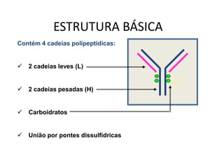Contém 4 cadeias polipeptídicas:
 2 cadeias leves (L)
 2 cadeias pesadas (H)
 Carboidratos
 União por pontes dissulfídricas
ESTRUTURA BÁSICA
 