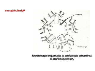 Representação esquemáticadaconfiguraçãopentamérica
daimunoglobulinaIgM.
ImunoglobulinaIgM
 