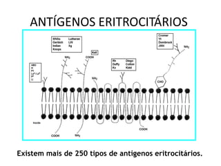 ANTÍGENOS ERITROCITÁRIOS
Existem mais de 250 tipos de antígenos eritrocitários.
 