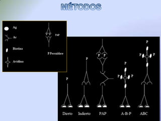 PROPRIEDADES DOS FLUOROCROMOS