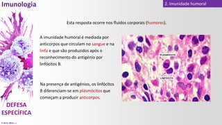 © Artur Melo 2021
2. Imunidade humoral
Esta resposta ocorre nos fluidos corporais (humores).
A imunidade humoral é mediada por
anticorpos que circulam no sangue e na
linfa e que são produzidos após o
reconhecimento do antigénio por
linfócitos B.
Na presença de antigénios, os linfócitos
B diferenciam-se em plasmócitos que
começam a produzir anticorpos.
 