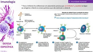 © Artur Melo 2021
2. Imunidade humoral
* Para o linfócito B se diferenciar em plasmócito precisa que um linfócito TH (auxiliar) se ligue
ao antigénio e liberte os sinais químicos que vão estimular a célula B.
 